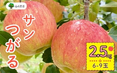 [先行予約] サンつがる [約2.5kg(6-9玉)](7-A19-1) 長野県 飯山市 おすすめ ランキング おいしい 高評価 大人気 りんご サンつがる サンつがる サンつがる サンつがる