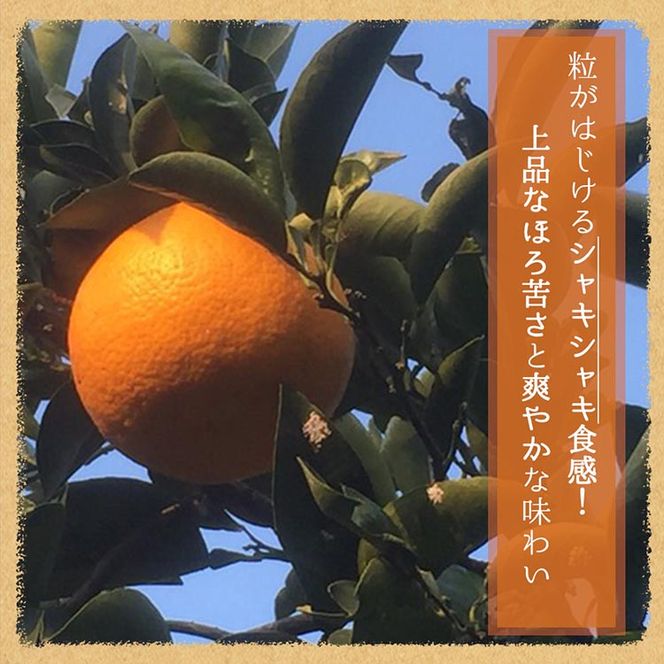 紀州有田産木成り完熟紅八朔8kg