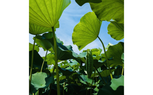 【定期便3ヶ月】【訳あり】土浦市産 れんこん 2㎏　味で勝負！タップリ大満足！ すずき蓮根農園のご家庭用れんこん「竹 2キロ」 ｜ 産地直送 茨城県 レンコン 蓮根 野菜 シャキシャキ ※離島への配送不可 ※ 2026年1月上旬より順次発送予定