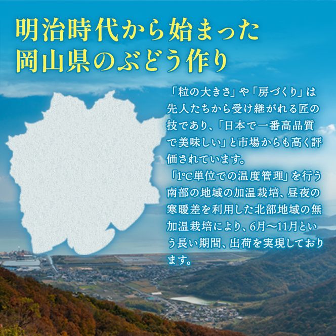 ぶどう 2026年 先行予約 ご家庭用 シャイン マスカット 晴王 約500g×2房 ブドウ 葡萄  岡山県産 国産 フルーツ 果物 太陽 美しい 外観 大粒 高糖度 種なし 皮ごと 弾力 食感 美味しい 