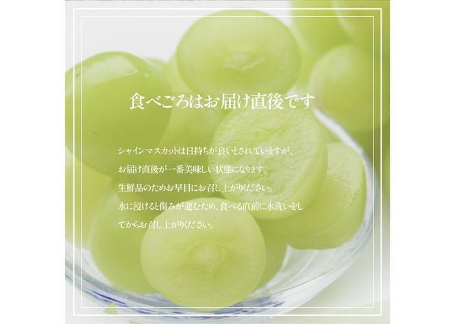 【2026年発送 先行予約】山梨県産 シャインマスカット 【選べる容量 1.2kg以上/3kg】期間限定 フルーツ 果物 山梨 富士吉田