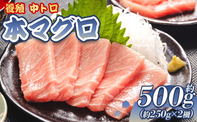 マグロ 本まぐろ 養殖 中トロ 計約500g 2冊 oo-0019