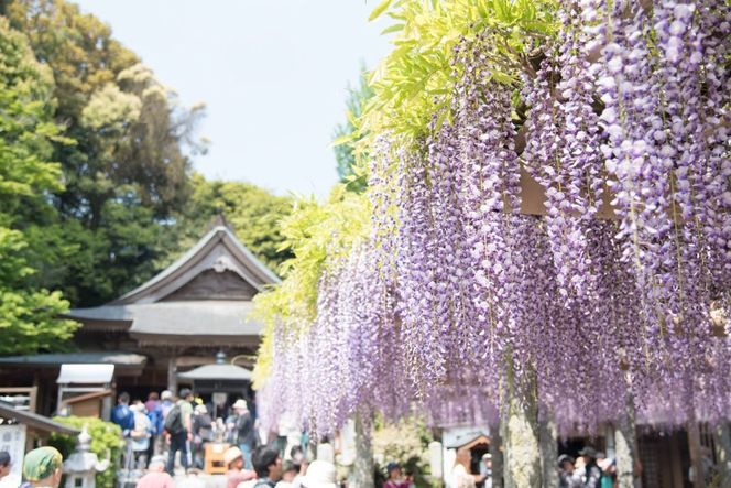 手羽先餃子 博多とんこつ味 10本 博多しょうゆ味 10本 計 20本 [大雅 福岡県 筑紫野市 21761456] 九州 おつまみ おかず ぎょうざ 手羽先 冷凍