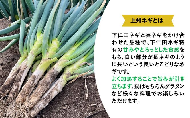 【先行予約】群馬県産 上州ネギ 泥付き6㎏ ANBQ001
