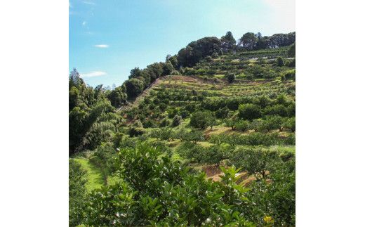 【CF-R7hbk】西込さん家の温州みかん 約4kg・サイズおまかせ(2S～2L) ワケあり品(外皮にシミ・傷あり) 4キロ 柑橘 蜜柑 果物 フルーツ 訳あり 家庭用 自宅用 常温 数量限定 配送可能時期12月末まで