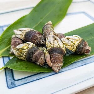 【ふるさと納税】亀の手 大サイズ 500g×2袋 合計1kg カメノテ かめのて ペルセベス 珍味 希少 味噌汁 みそ汁 吸い物 お吸い物 酒蒸し 塩茹で 説明書き付き 海鮮 冷凍 お取り寄せ【配送不可地域：離島】【1411902】兵庫県 新温泉町 送料無料