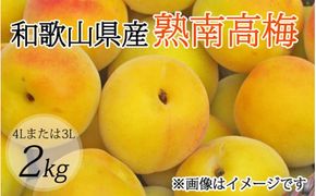 【梅干・梅酒用】（4Lまたは3L－2Kg）熟南高梅(秀優混合)  / 梅 フルーツ 梅酒 青梅 生青梅 南高梅 完熟 果物 くだもの 食品 人気 おすすめ 送料無料 和歌山 ※2027年6月上旬～7月上旬頃発送予定 ※沖縄・離島への配送不可 【art006B】