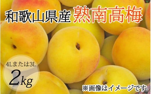 【梅干・梅酒用】（4Lまたは3L－2Kg）熟南高梅(秀優混合)  / 梅 フルーツ 梅酒 青梅 生青梅 南高梅 完熟 果物 くだもの 食品 人気 おすすめ 送料無料 和歌山 ※2027年6月上旬～7月上旬頃発送予定 ※沖縄・離島への配送不可 【art006B】