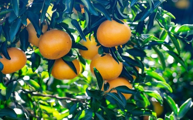 みかん せとか 【先行予約】2L 12個/3L 10個 西地農園のハウスせとか【2026年2月中旬より順次発送】 / 手選別 せとか ハウスせとか 2L 3L みかん ミカン 蜜柑 柑橘 果物 くだもの フルーツ 産地直送【mnd003A】