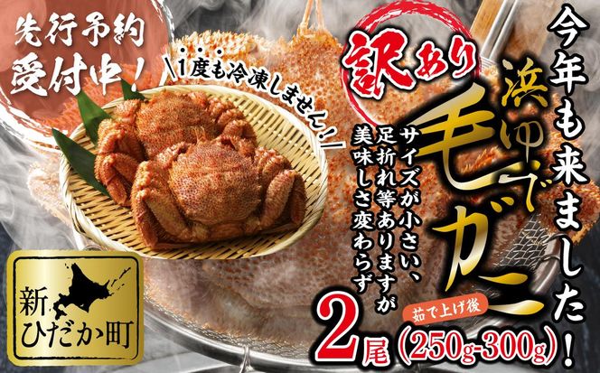 ＜3月10日までの受付＞ 訳あり 北海道産 浜ゆで 毛ガニ 2尾 (  1尾あたり 250g ～ 300g ) ＜2026年2月中旬から順次発送＞ 毛蟹 毛がに かに味噌 カニ味噌 新鮮 旬 ボイル 浜茹で 海鮮 海産物 わけあり 訳アリ 