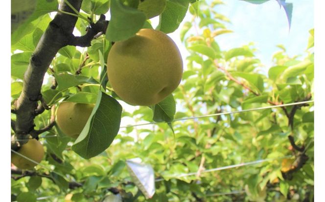 梨 二十世紀梨 約5kg（13玉前後） 国産 期間限定 デザート 甘い ジューシー ふるさと 納税 梨 なし ナシ 5kg 先行予約 ふるさと 納税 フルーツ くだもの 青梨　TO00133