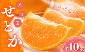 みかん せとか 【先行予約】Lから3Lのサイズ混合 橋本農園のハウスせとか 10kg 【2026年2月初旬から2月末までに順次発送】 / せとか ハウスせとか L 2L 3L みかん 蜜柑 柑橘 フルーツ 果物 くだもの 先行予約【mht002】
