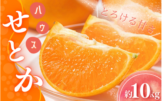 みかん せとか 【先行予約】Lから3Lのサイズ混合 橋本農園のハウスせとか 10kg 【2026年2月初旬から2月末までに順次発送】 / せとか ハウスせとか L 2L 3L みかん 蜜柑 柑橘 フルーツ 果物 くだもの 先行予約【mht002】