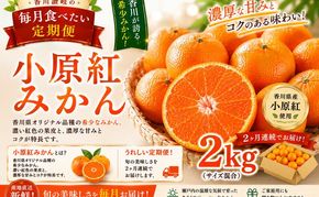 香川讃岐の毎月食べたい定期「小原紅みかん 2kg」2ヶ月定期便