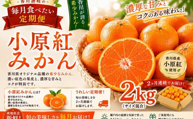 香川讃岐の毎月食べたい定期「小原紅みかん 2kg」2ヶ月定期便