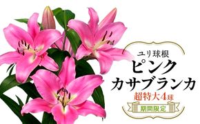 【期間限定】ユリ球根　超特大球ピンクカサブランカ4球　桃花品種 花 フラワー 園芸 ガーデニング 植物 高品質 送料無料