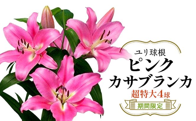 【期間限定】ユリ球根　超特大球ピンクカサブランカ4球　桃花品種 花 フラワー 園芸 ガーデニング 植物 高品質 送料無料
