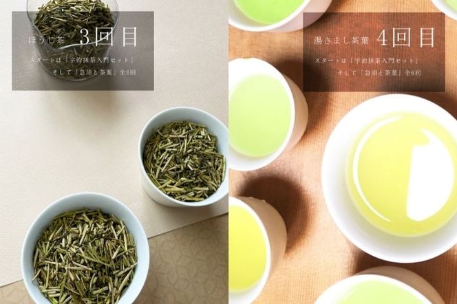 スタートは「宇治抹茶入門セット」そして「急須と茶葉」全6回〈定期便 宇治抹茶 抹茶 お茶 茶 薄茶 濃茶 茶道 初心者 石臼挽き 飲料 加工食品〉 飲料類 お抹茶 