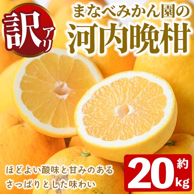 ＜先行予約受付中！2027年3月中旬以降順次発送予定＞訳あり！まなべみかん園の河内晩柑(約20kg) 国産 鹿児島県産 阿久根市産 柑橘類 果物 フルーツ 期間限定 数量限定 デザート 【有限会社まなべみかん園】akn034-21