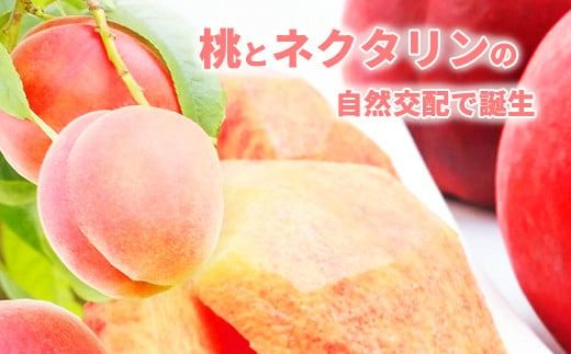 【硬めの桃】信州須坂の桃 ワッサー 特秀品 約3kg (約8～13玉) 《黒岩果樹園》■2025年発送■※7月中旬頃～8月下旬頃まで順次発送予定