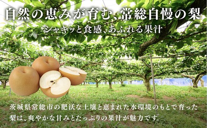【先行予約】小林果樹園の梨 王秋 5～8玉 約3kg｜おうしゅう 朝どり みずみずしい 梨 なし ナシ フルーツ 果物 常総市　※2026年9月～発送