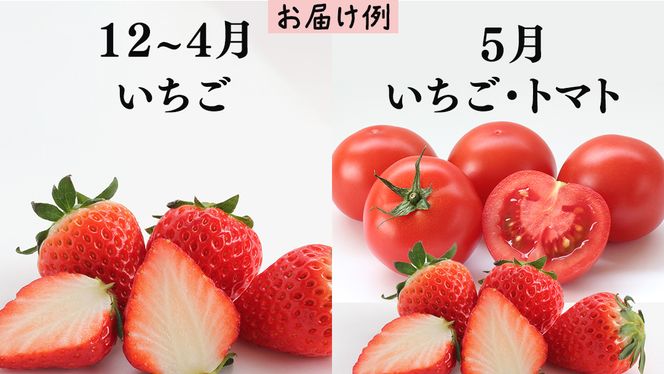 品種おまかせ 旬 の フルーツセット 定期便 3回 ( 茨城県共通返礼品：大子町 ) 詰め合わせ フルーツ 旬 定期 3回 食べ比べ ご褒美 贈り物 ご家庭用 農家直送 産地直送 [FC211us]