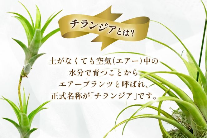 AI176 鉢植えで飾る チランジア フレクスオーサ  [ 観葉植物 インテリア エアープランツ エアプランツ 鉢植え 植物 ガーデン グリーン おしゃれ 北尾洋蘭園 長崎県 島原市 ]