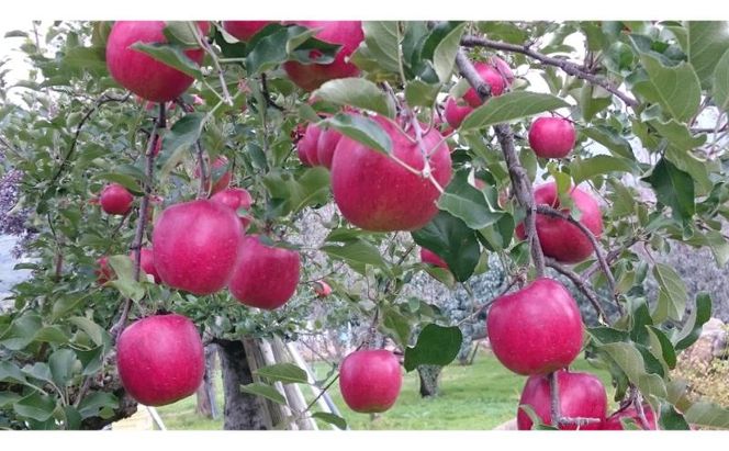 【2026年10月発送】シナノスイート 秀品 約3kg 7～11玉 りんご 果物 信州 長野