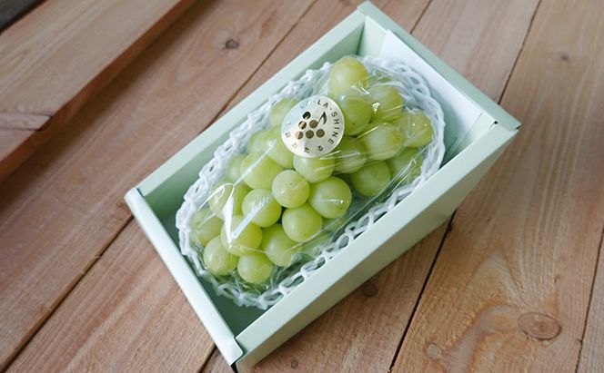 [先行受付] JA新おたる シャインマスカット『LA・LA・SHINE（ラ・ラ・シャイン）』 1房 600g前後 果物 フルーツ ぶどう 旬の果物 産地直送 北海道産 仁木町産 化粧箱 [JA新おたる]