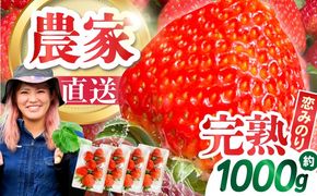【2027年1月～発送】南島原産 いちご 「恋みのり」約250g×4P / イチゴ 苺 フルーツ 果物 / 南島原市 / あゆみfarm[SFF001]
