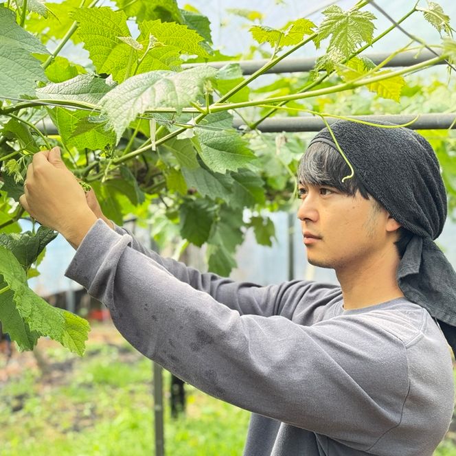 ぶどう 2026年 先行予約 農家こだわりの シャイン マスカット ＆ オーロラブラック 2房 合計約1.0kg ご家庭用クラス 葡萄 岡山県産 国産 フルーツ 果物 ギフト 【 Nini farm 農家 直送 】