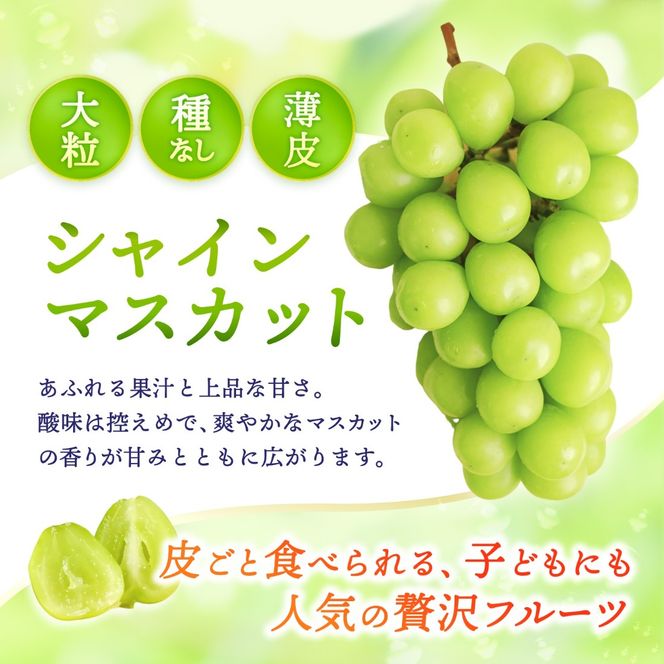 【2026年先行予約】 【訳あり】 Lino＆Kai Farmのシャインマスカット 3房前後(2kg前後）化粧箱入 ぶどう 岡山 真庭市 シャインマスカット 訳あり品 果物 産地直送 数量限定 種なし 【linokai013-01】