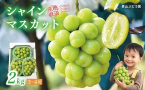 【2026年発送】 ぶどう シャイン マスカット 2kg 3～4房 糖度18度以上 種なし シャインマスカット 訳あり 家庭用 岡山 景山ぶどう園