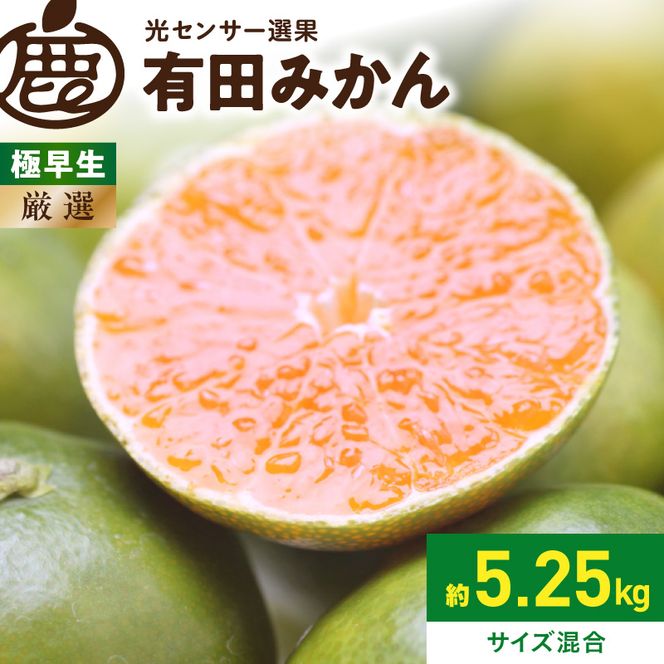 《2026年9月下旬～11月中旬頃に順次発送》【2026年先行予約】厳選 極早生有田みかん約5kg+250g（傷み補償分）ゆら早生みかん【YN26・ゆら早生】【光センサー選果】_ZH7040