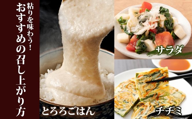 【 2026年 出荷 】 北海道 倶知安町産 ネバリスター 計5kg 北海道産 芋 ながいも 長芋 とろろ 新鮮 フレッシュ 野菜 農作物 産直 山芋 大和芋 イチョウ芋 麦とろ 山かけ おつまみ グリーンアースファーム