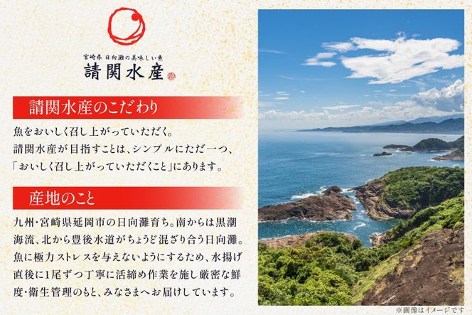 刺身 柵 旬のお刺身 3ケ月 定期便 2魚種 食べ比べ [請関水産 宮崎県 日向市 452061456] 冷蔵 詰め合わせ ぶり ヒラメ ひらめ 真鯛 鯛 マダイ タイ カンパチ かんぱち しまあじ サーモン 鮭