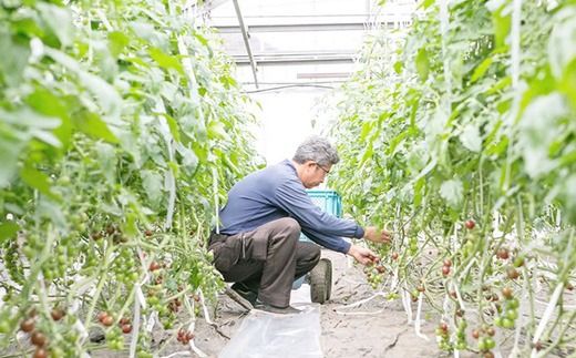 根本農園のカラフルミニトマト 約1.6kg | 野菜 トマト ミニトマト 水切り 濃厚 贈り物 新鮮 ビタミン 美容 健康 ※2026年1月上旬～4月下旬頃に順次発送予定