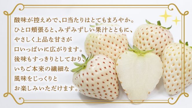 ＼選べる 内容量・発送方法／白いちご 約200g（15～18粒）2パック または 4パック 単品・定期便 3か月【2027年1月から発送開始】（茨城県共通返礼品 [いちご]：城里町産） 茨城県 県産 人気 厳選 果物 くだもの 旬 旬の果物 旬のフルーツ フルーツ ギフト 贈答 いちご イチゴ 苺 白いちご