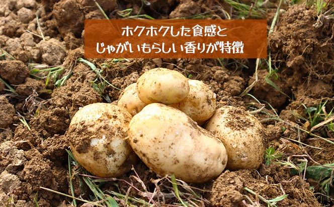 じゃがいも5kg（デジマ）