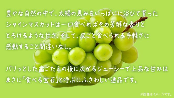 シャインマスカット 3kg 【2026年6月発送開始】(茨城県共通返礼品：大子町) ぶどう 葡萄 ブドウ マスカット フルーツ 果物 贈答用 ギフト 贈り物