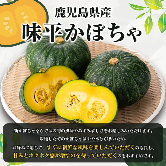 ＜先行予約受付中！2026年5月上旬以降順次発送予定＞鹿児島県産 味平かぼちゃ(約5kg) 国産 野菜 かぼちゃ カボチャ 南瓜 煮物 天ぷら バーベキュー BBQ スイーツ お菓子【松永青果】akn053-24