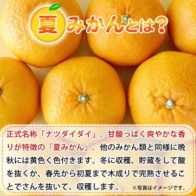 G7074_【2027年先行予約】湯浅産 夏みかん 7.2kg