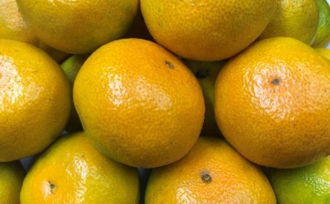 【 小豆島 】小豆島 ゆら早生みかん 約5kg みかん 蜜柑 ミカン ゆら早生 フルーツ 果物 くだもの 国産 香川 香川県 土庄 土庄町