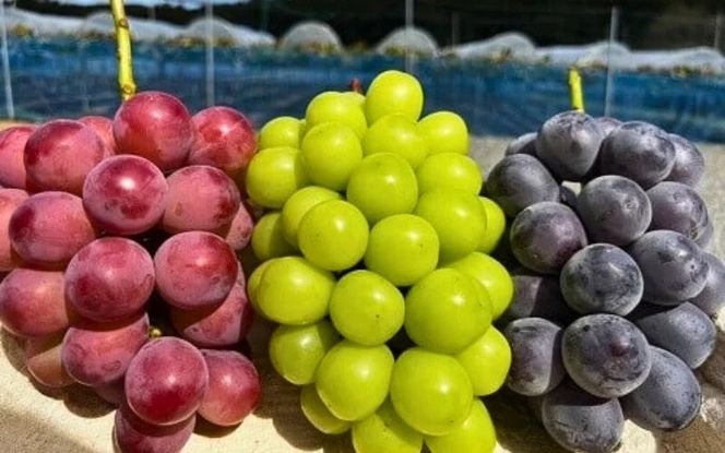 【2026年先行予約】【発送月固定全3回定期便】10月～12月 大粒ぶどうの詰め合わせ全3回【nisfarm022-01】