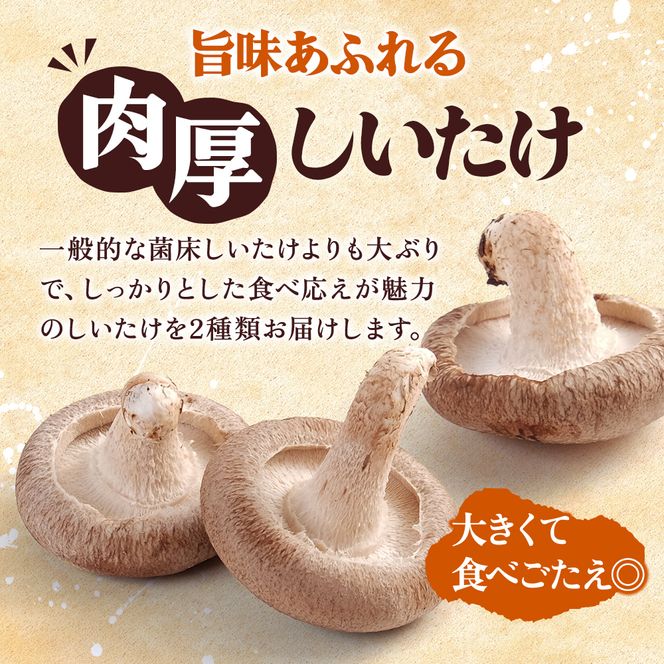 北海道産 厚岸町 上尾幌 菌床栽培 キングしいたけ 1パック プリンスしいたけ 2パック 