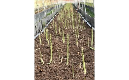朝採り新鮮アスパラガス 500g【2Lサイズ】 | 野菜 アスパラガス グリーンアスパラ 旬 とれたて 春野菜 春 朝採り 朝採れ とれたて 新鮮 みずみずしい サラダ 甘い お取り寄せ 産地直送 冷蔵 岐阜県 瑞穂市
