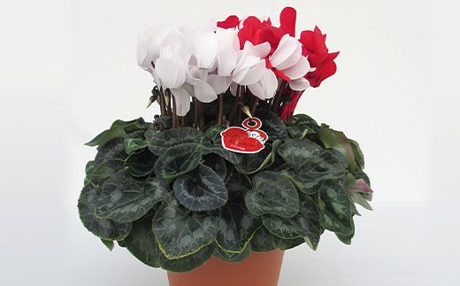 シクラメン 紅白寄せ植え6号鉢 ますだ農園 花 植物 フラワー F4N-2859
