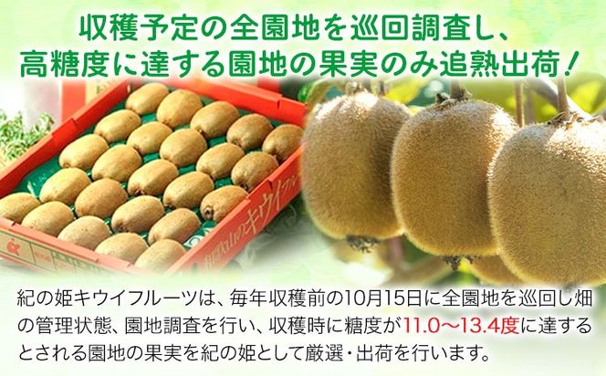 【先行予約】紀の姫キウイフルーツ約3.6kg（20～27玉入） JAわかやま 紀の里地域本部 《1月上旬-2月末頃出荷》和歌山県 紀の川市---wsk_jak23_1j2m_24_12000_3600g---
