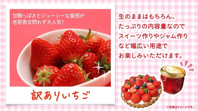 ＼選べる 内容量／訳ありいちご 約1kg または 約2kg【2027年1月から発送開始】（茨城県共通返礼品 [いちご]：城里町産） いちご イチゴ 苺 訳あり 不揃い 家庭用 大容量 お得 ふるさと納税