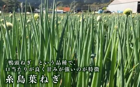 糸島葉ねぎの食べる万能旨味つーぷ2個 糸島市 / Carna [ALA047] 即席スープ インスタント